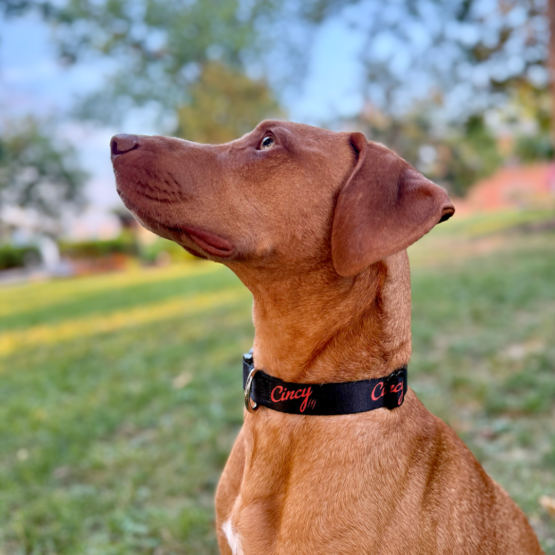 [PRE-ORDER] Cincy Dog Collar - Black