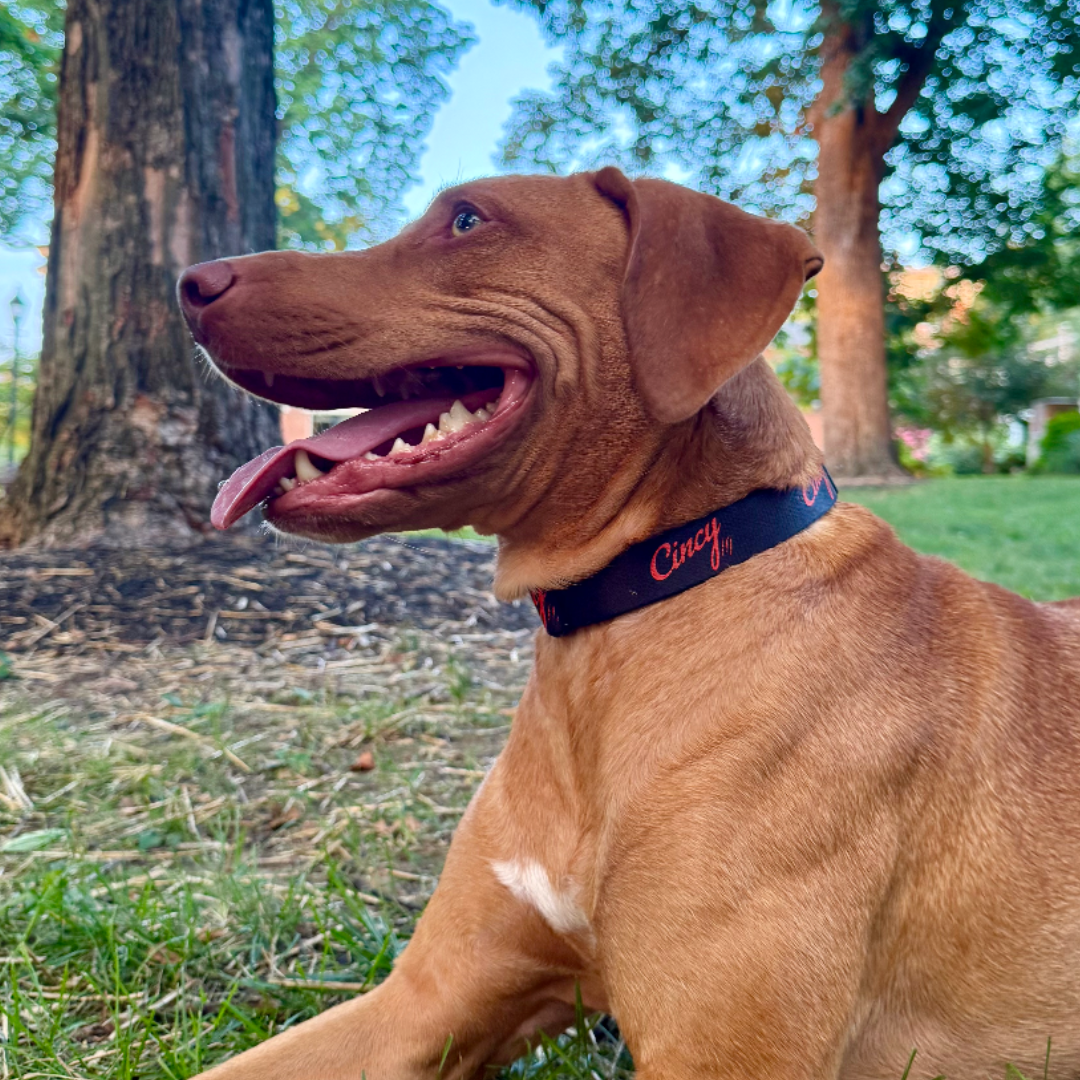 [PRE-ORDER] Cincy Dog Collar - Black