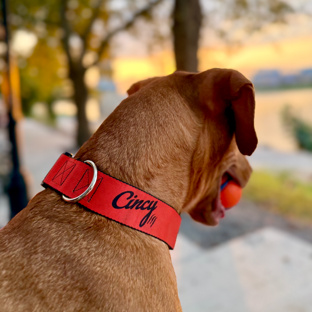 [PRE-ORDER] Cincy Dog Collar - Orange
